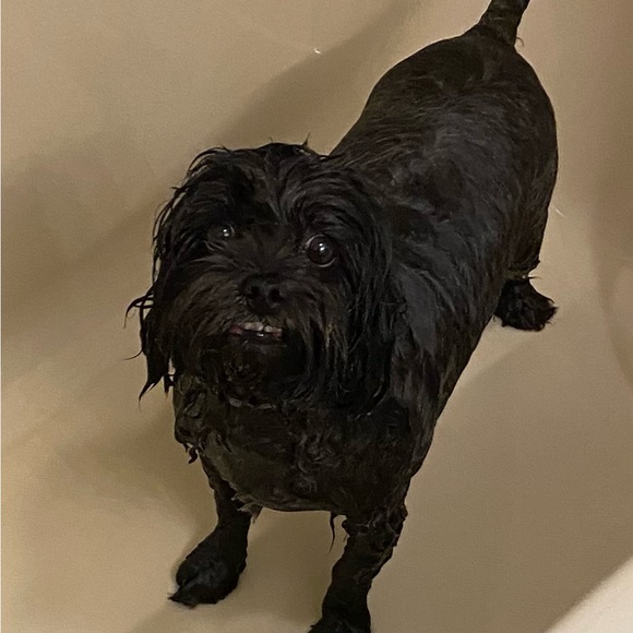 Meet your Posher, Rebecca - Picture 8 of 8